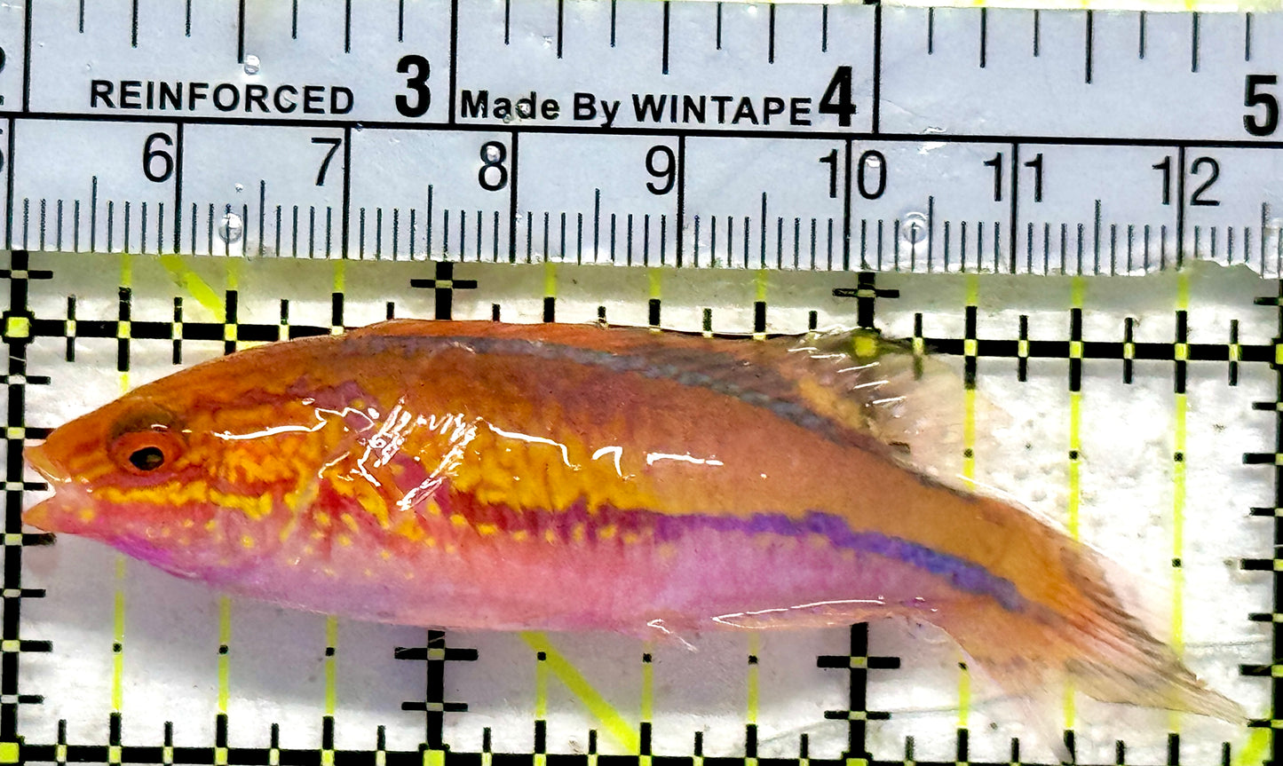 Pintail Fairy Wrasse PFW092103 WYSIWYG Size: XL 3"