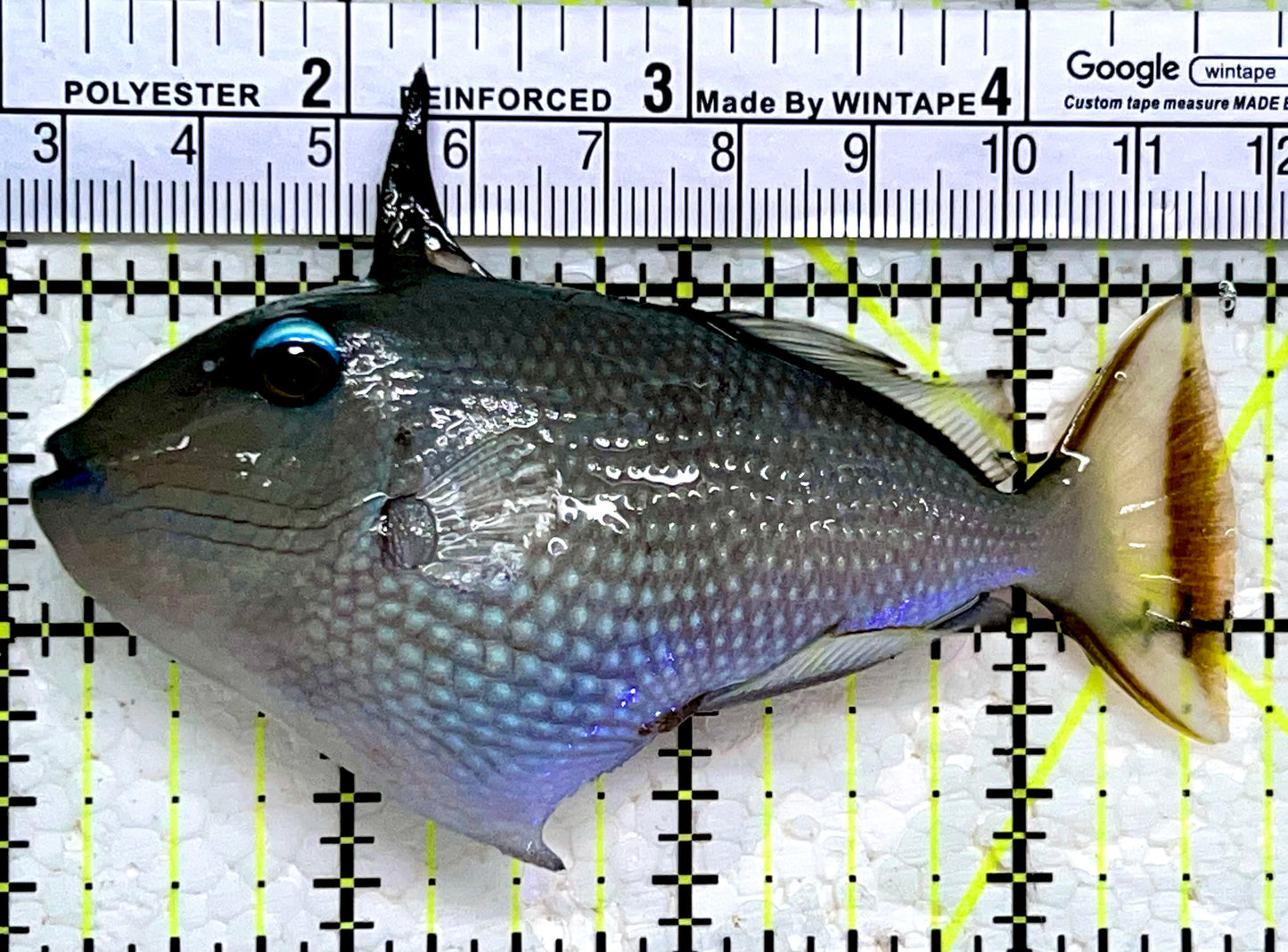 Female Blue Throat Triggerfish (Reefsafe) FBT112202 WYSIWYG Size: M 3.5"