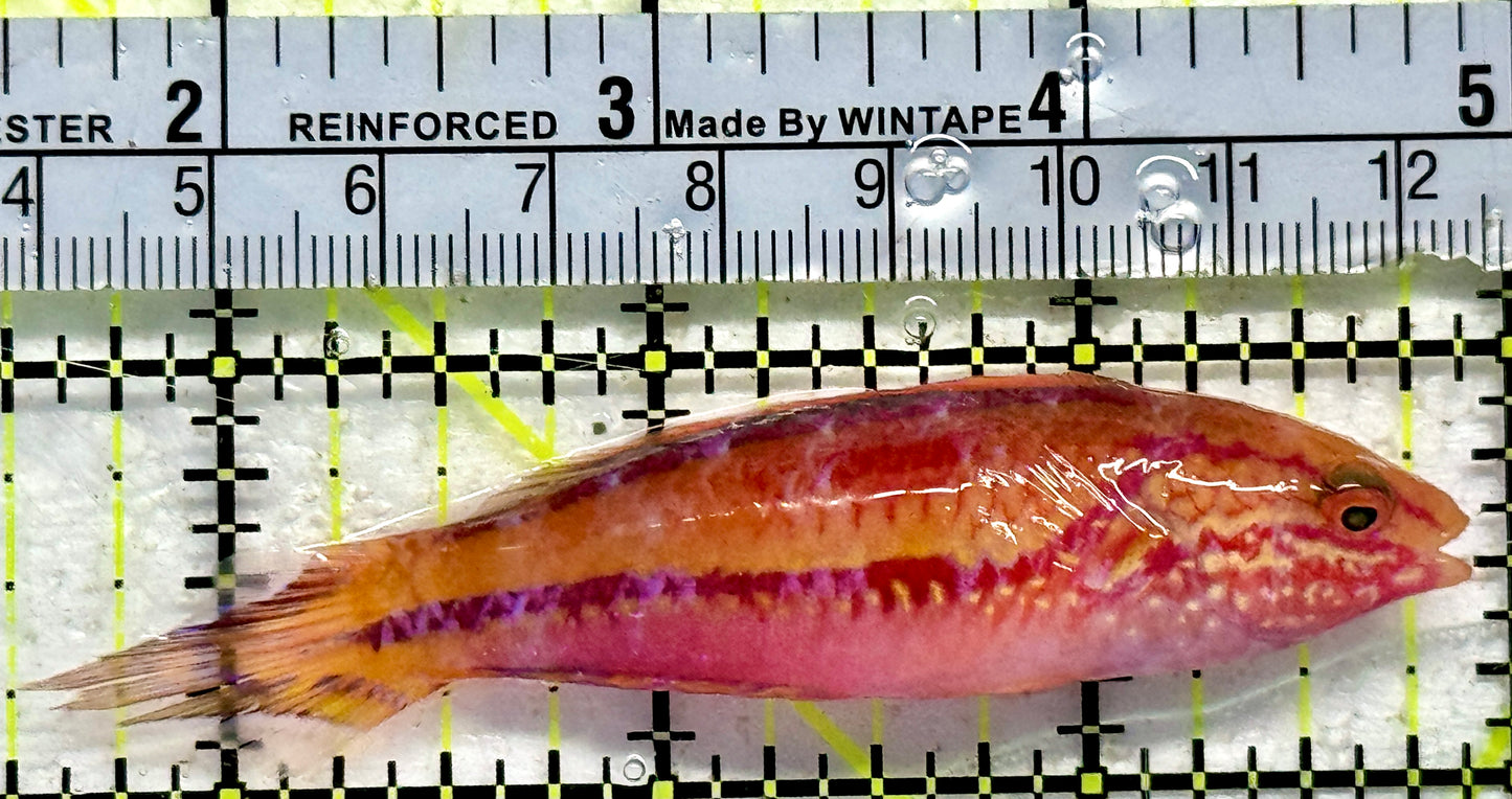 Pintail Fairy Wrasse PFW092101 WYSIWYG Size: XXL/SHOW 3.5"