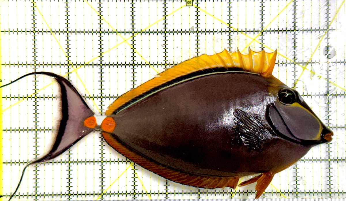 Blonde Naso Tang (Maldives Special Grade) BNT100607 Size: XXL 10" approx