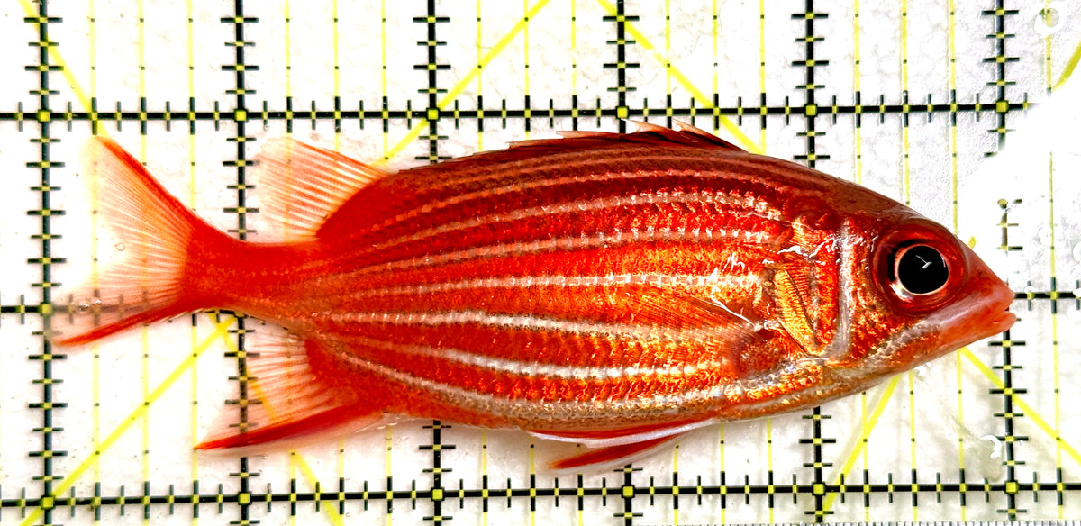 Striped Squirrelfish SS100301 WYSIWYG Size: L 5" approx