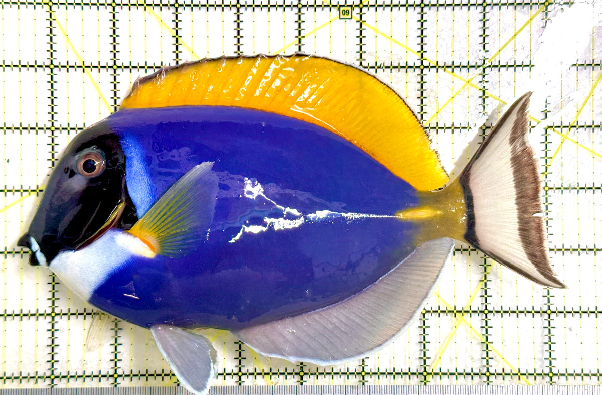 Powder Blue Tang (Maldives) PBT100302 WYSIWYG Size: XXXL/Show 8.75"approx