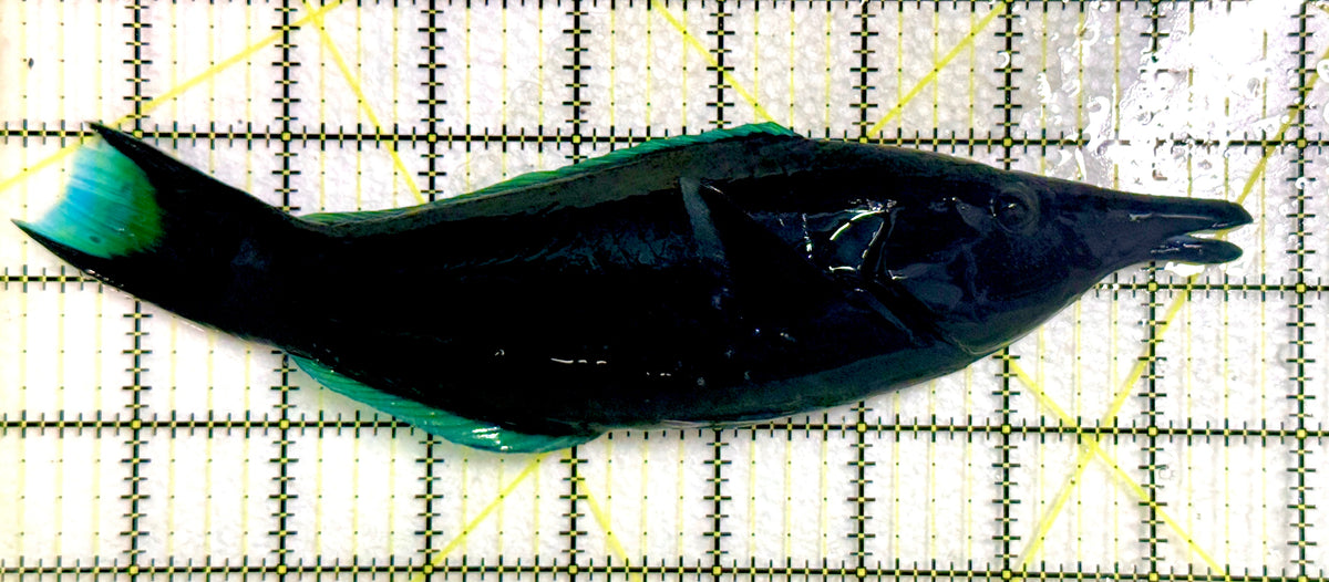 Green Bird Wrasse GBW100301 WYSIWYG Size: XXXL/SHOW 8.5" approx