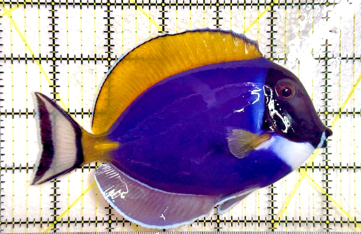 Powder Blue Tang (Maldives) PBT100303 WYSIWYG Size: XL 5.5" approx