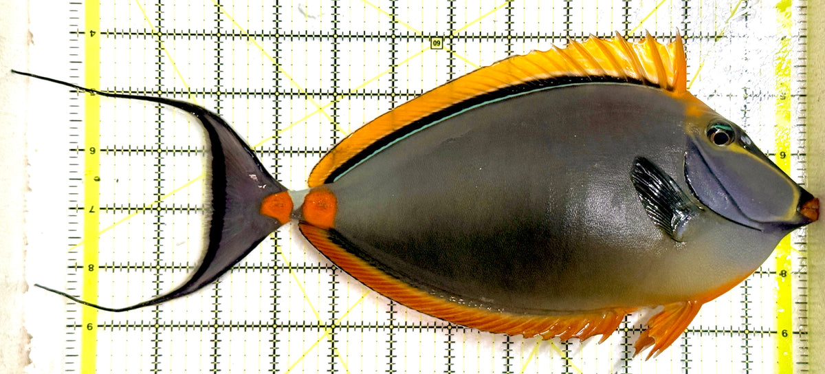Blonde Naso Tang (Maldives Special Grade) BNT100401 WYSIWYG Size: XXXL/Show Male Streamers 13" approx