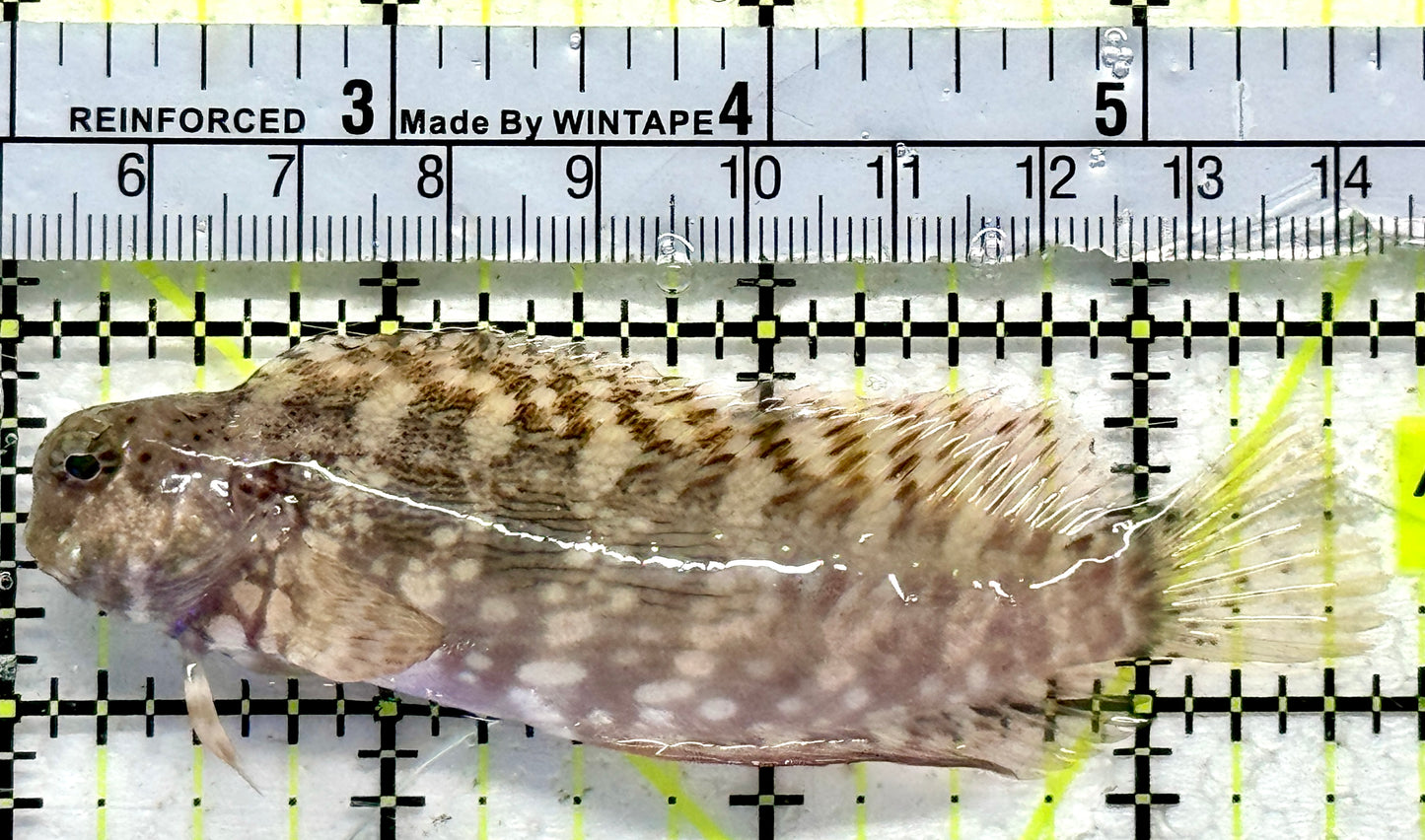 Lawnmower Blenny LB092101 WYSIWYG Size: L 3.5"