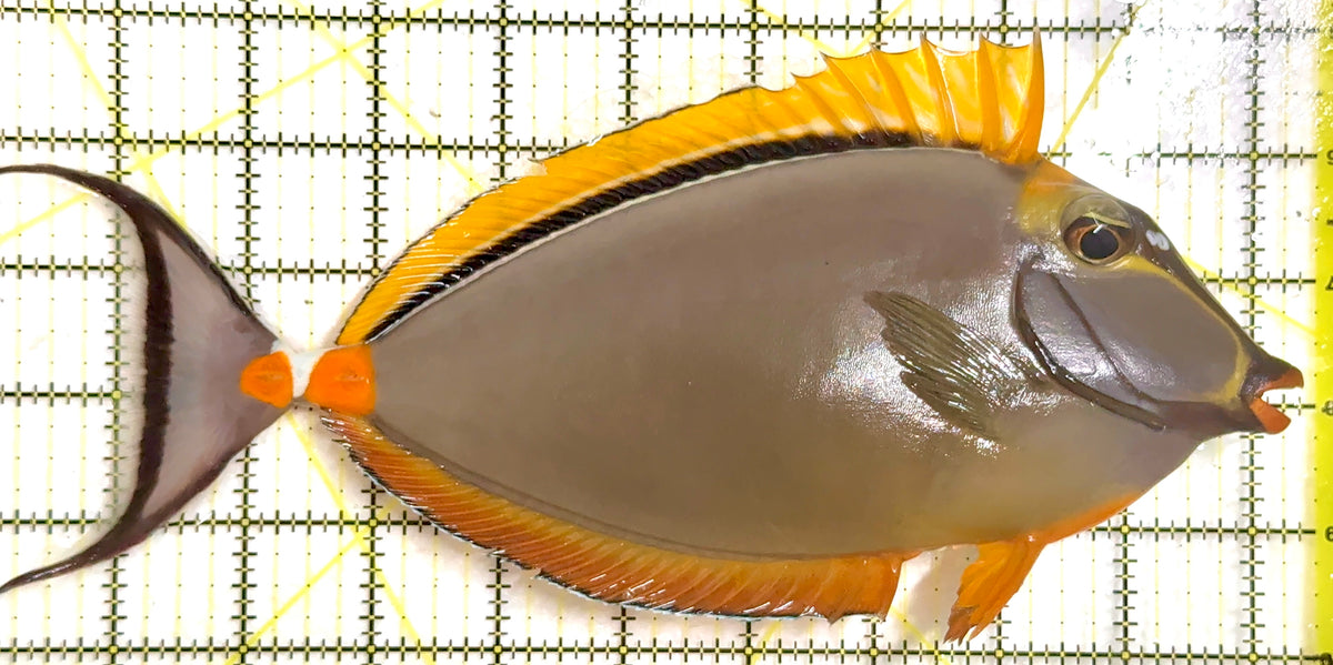 Blonde Naso Tang (Maldives Special Grade) BNT100402 WYSIWYG Size: XXXL/Show Male Streamers 10.5" approx