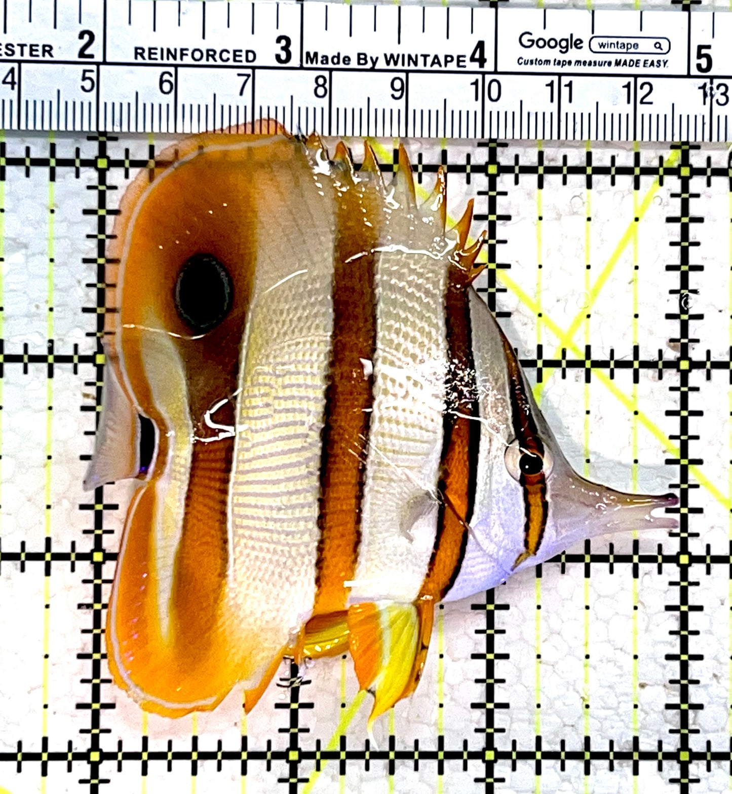 Copperband Butterflyfish CB112201 WYSIWYG Size: L 3.5"