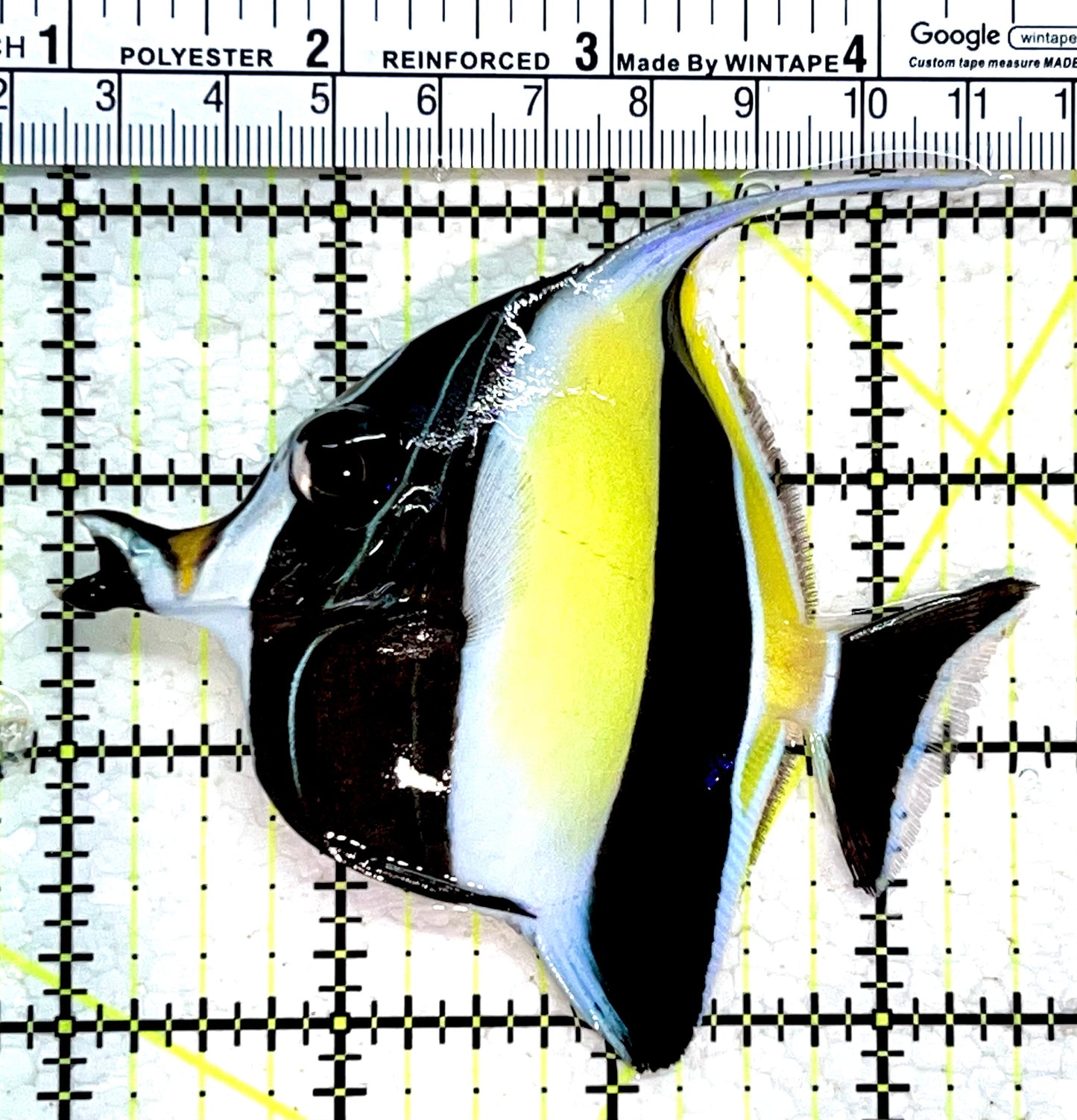 Moorish Idol MI112201 WYSIWYG Size: M 3.5"