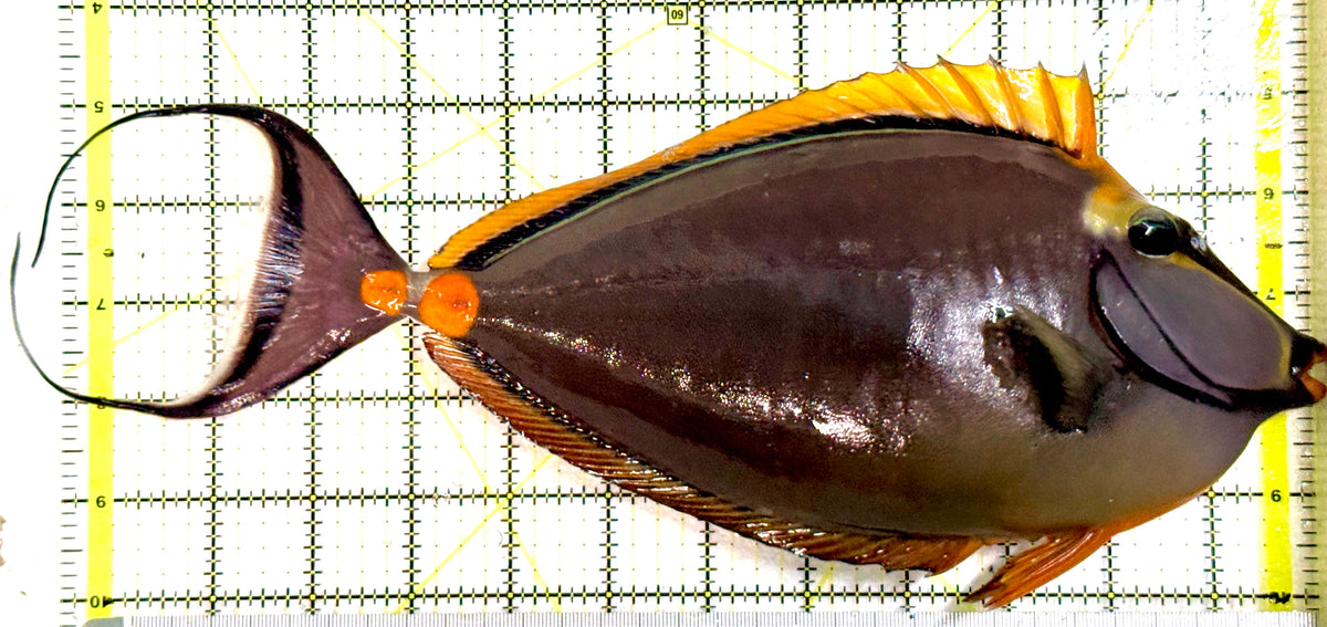 Blonde Naso Tang (Maldives Special Grade) BNT100402 WYSIWYG Size: XXXL/Show Male Streamers 13" approx
