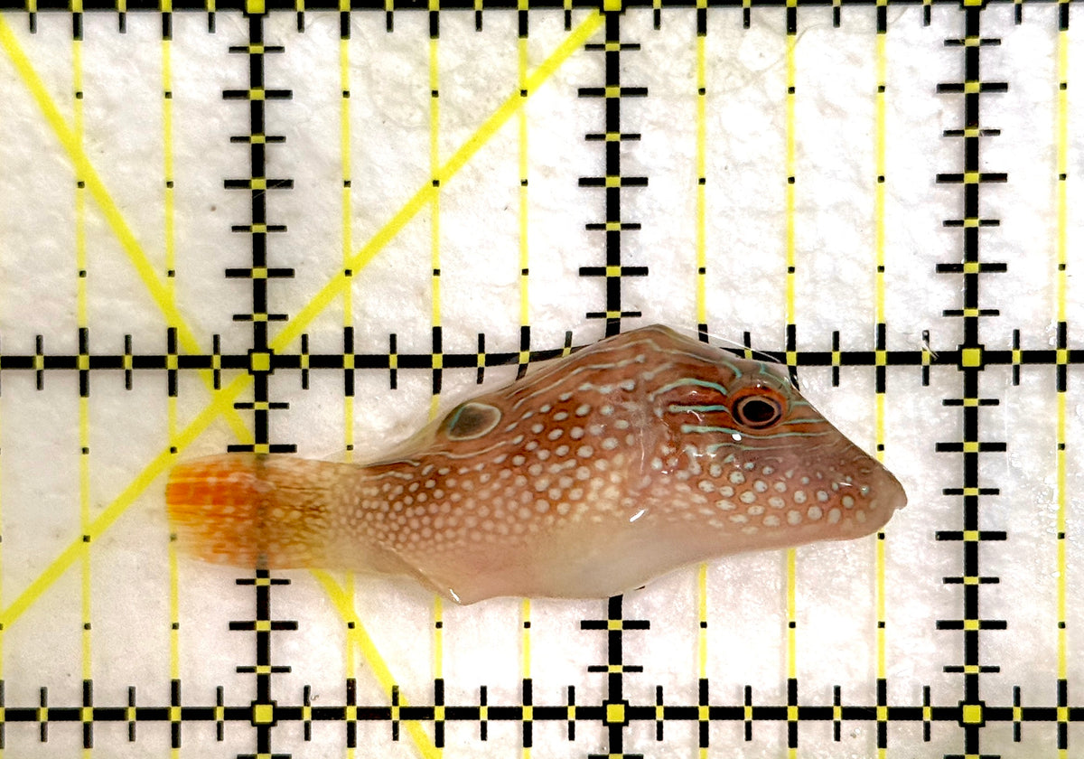 Pearl Toby Pufferfish PTP100401 WYSIWYG Size: M 2" approx