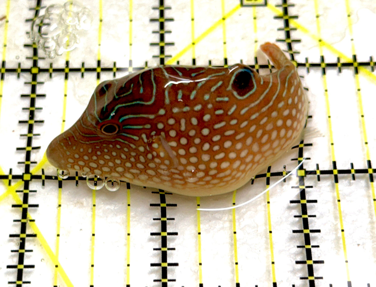 Pearl Toby Pufferfish PTP100402 WYSIWYG Size: M 2" approx