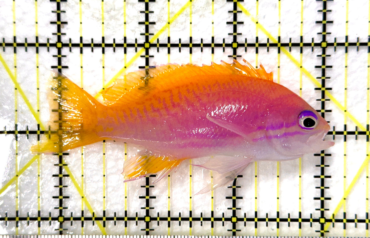 Bimaculatus Anthias Female BAF100401 WYSIWYG Size: XL 3.25"approx