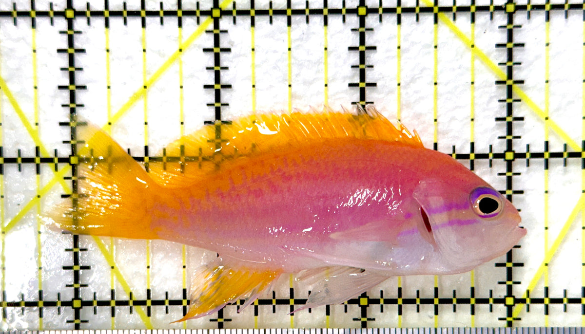 Bimaculatus Anthias Female BAF100402 WYSIWYG Size: XL 3.25"approx