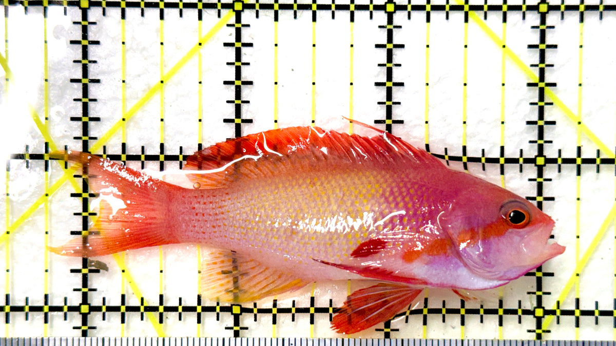 Male Lyretail Anthias (Maldives) MLA100401 WYSIWYG Size: L 3.5" approx
