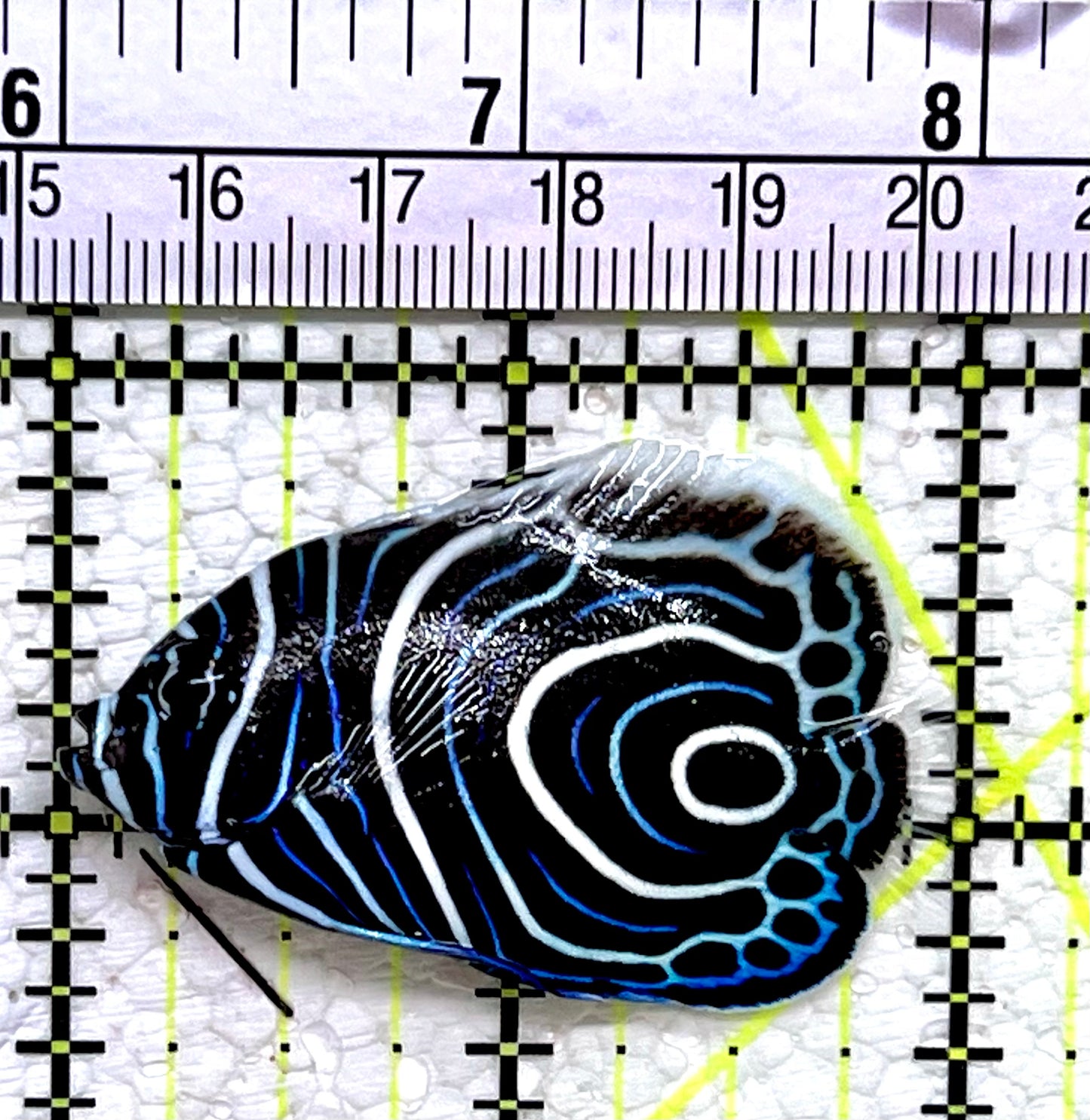 Emperor Angelfish Juvenile EAJ112201 WYSIWYG Size: S 2"