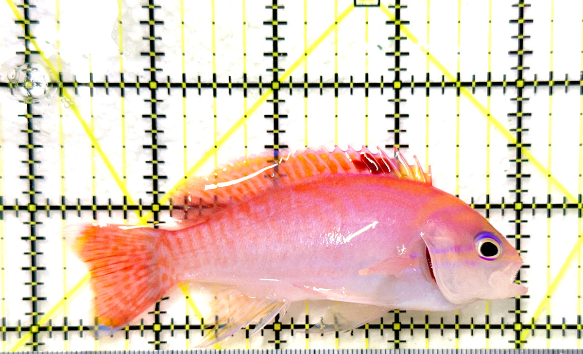 Bimaculatus Anthias Male BAM100502 WYSIWYG Size: XL 3 .75" approx
