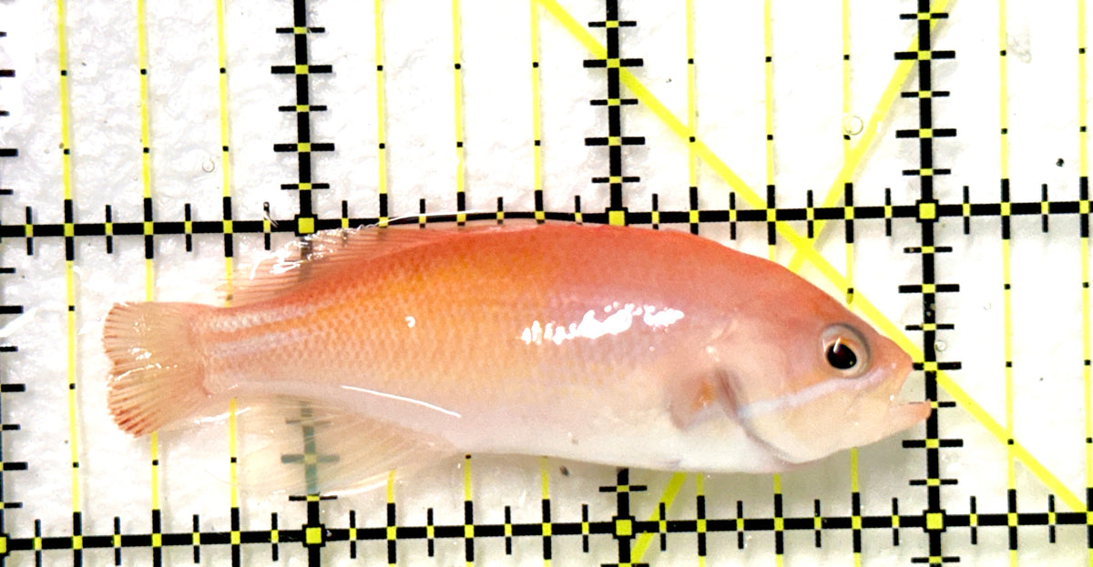 Stocky Anthias Female SAF100401 WYSIWYG Size: XL 2.75" approx