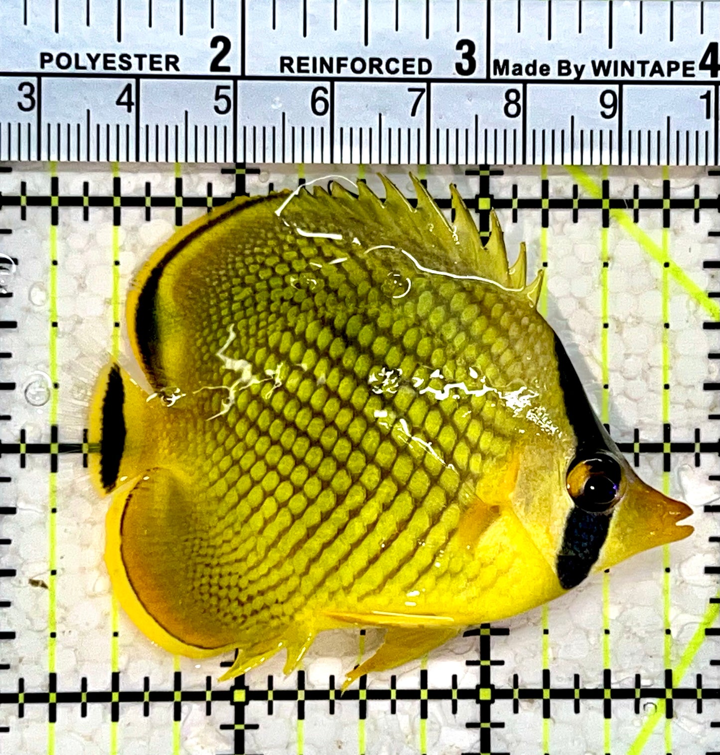 Raffle's Latticed Butterflyfish RLB112202 WYSIWYG Size: S 2.75"