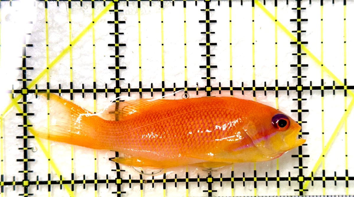 Female Lyretail Anthias (Maldives) FLA100402 WYSIWYG Size: SHOW XXL 3"approx