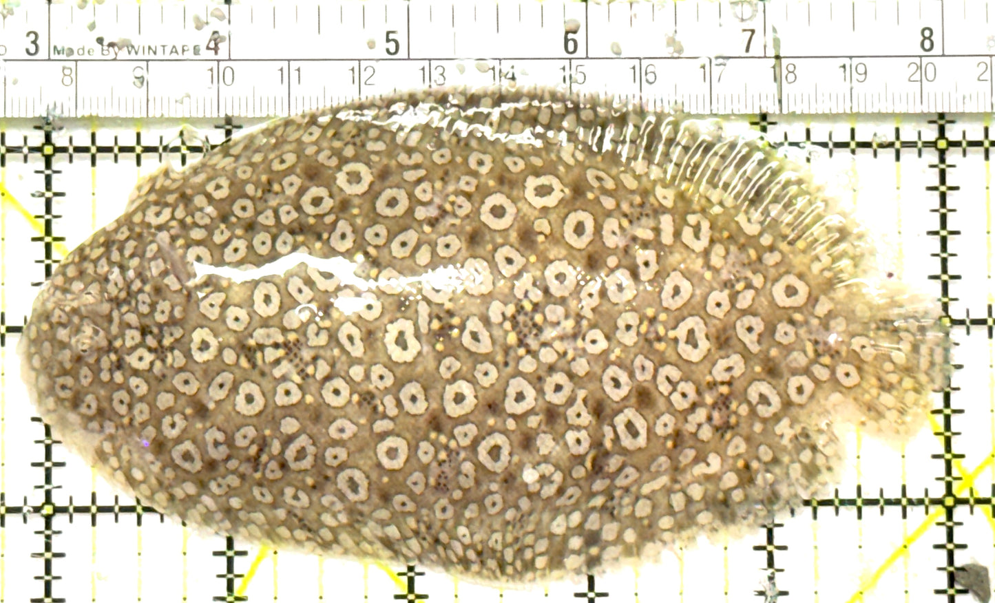 Leopard Flounder LF092601 WYSIWYG Size: XL 4.75" approx