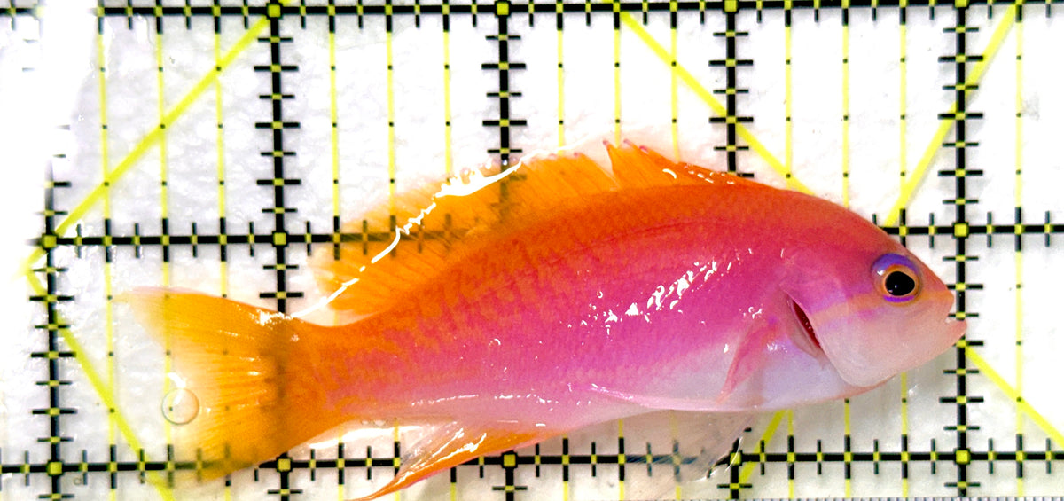 Bimaculatus Anthias Female BAF100404 WYSIWYG Size: XL 3.75"approx