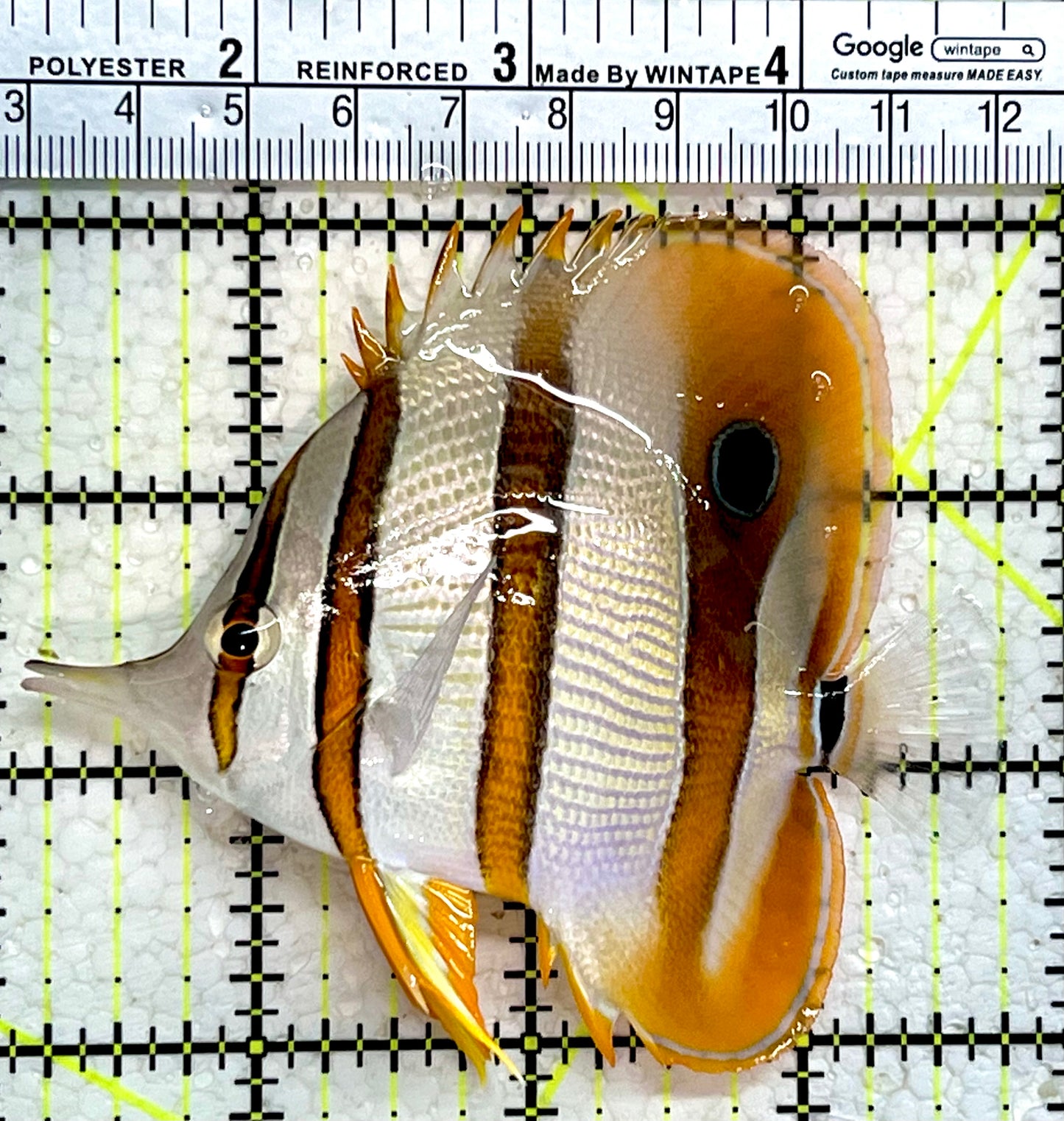 Copperband Butterflyfish CB112202 WYSIWYG Size: L 3.75"