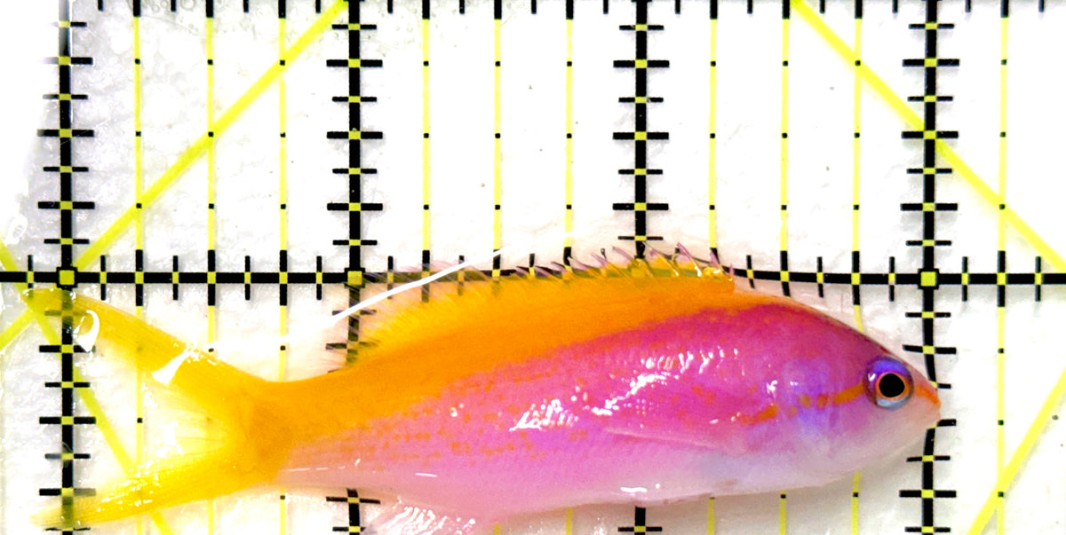 Evan's Anthias EA100401 WYSIWYG Size: L 3" approx