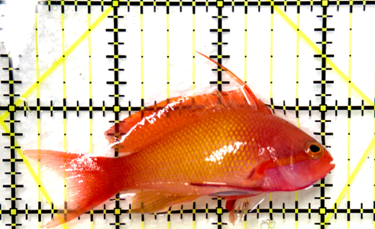 Male Lyretail Anthias (Maldives) MLA100402 WYSIWYG Size: L 3" approx