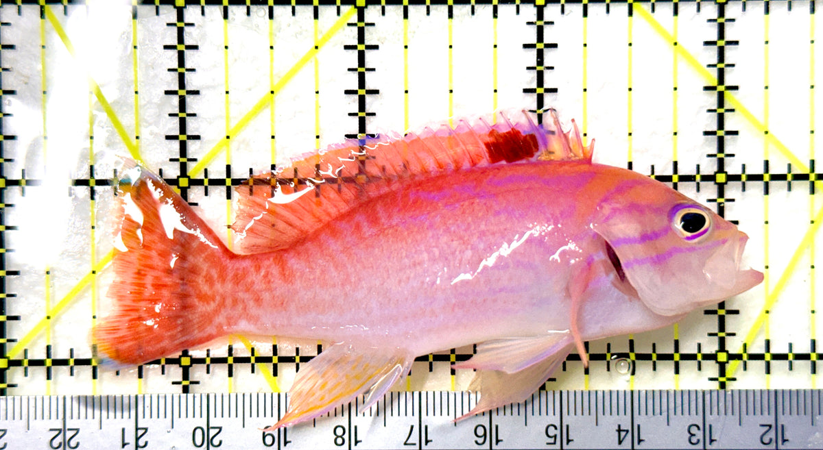 Bimaculatus Anthias Male BAM100501 WYSIWYG Size: XL 3 .75" approx