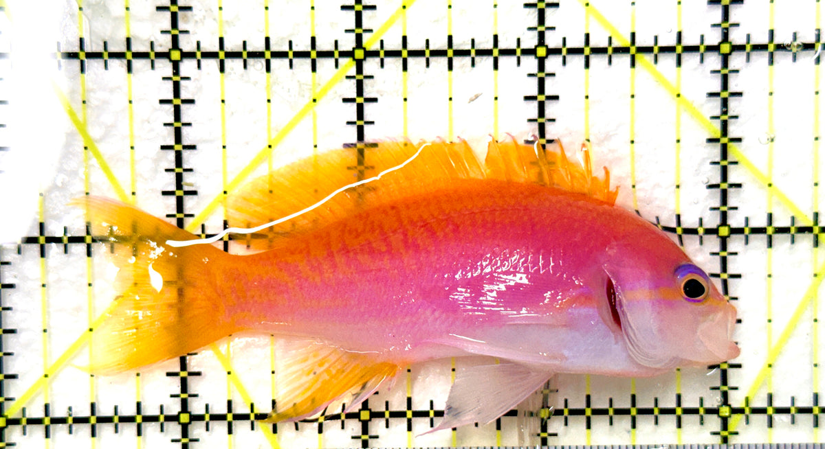 Bimaculatus Anthias Female BAF100403 WYSIWYG Size: XL 3.5"approx