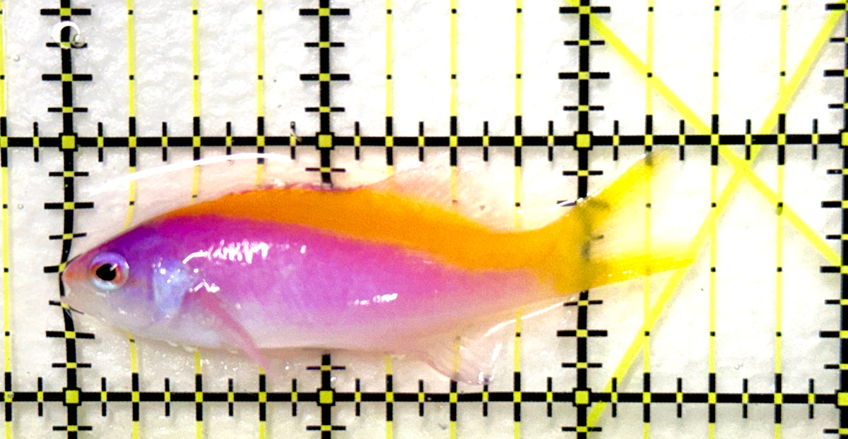 Evan's Anthias EA100402 WYSIWYG Size: L 2.5" approx