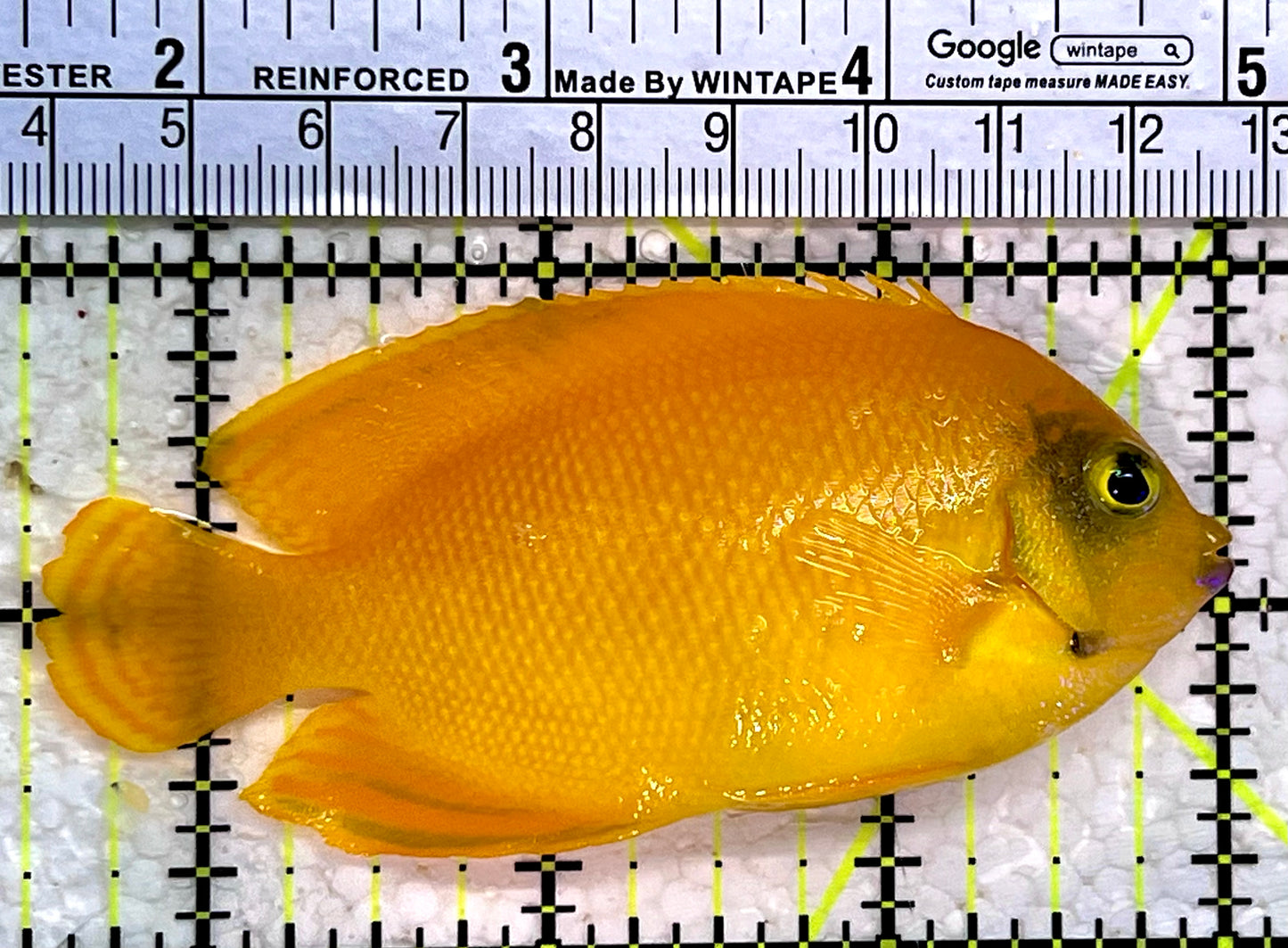 Herald's Angelfish HA112201 WYSIWYG Size: L 3.5"