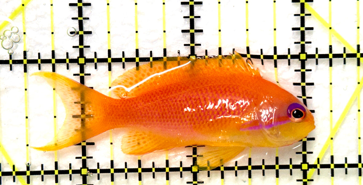 Female Lyretail Anthias (Maldives) FLA100401 WYSIWYG Size: XL 2.5" approx