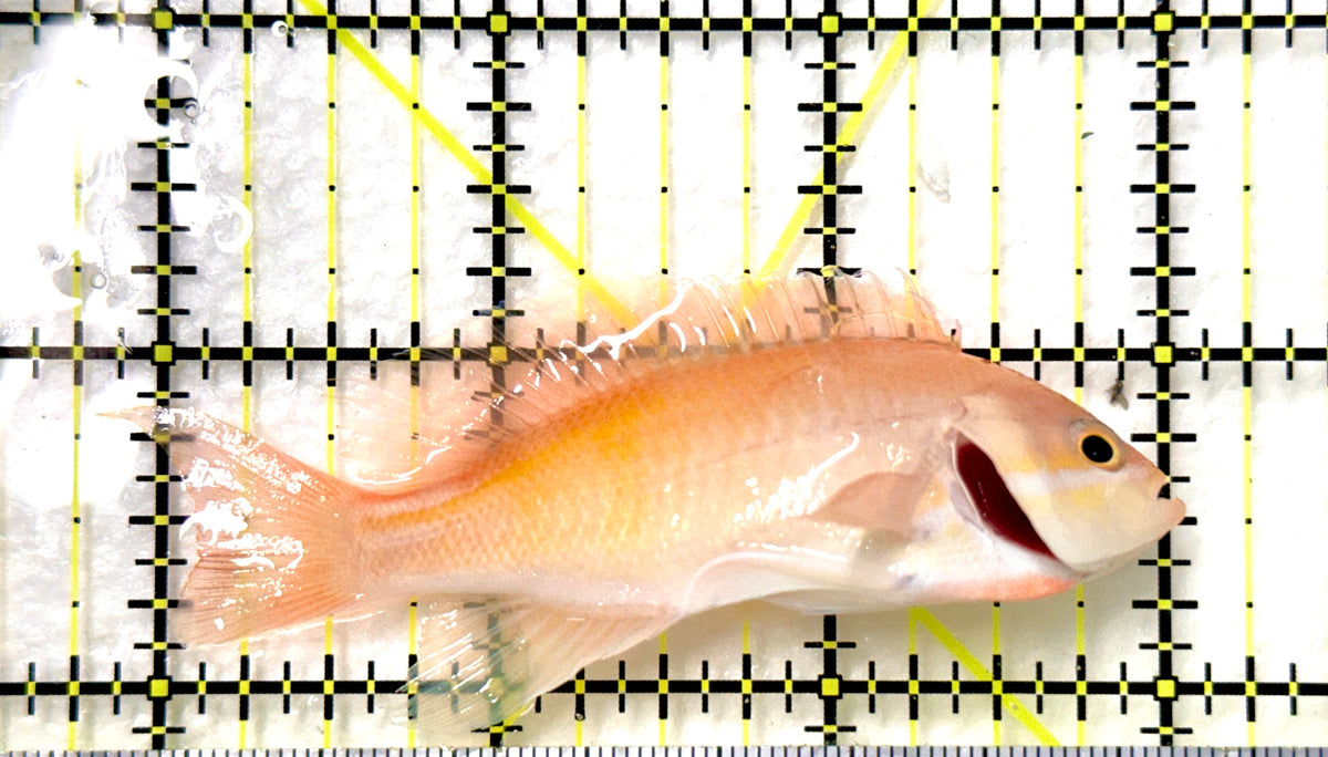 Red Fairy Anthias Female RFAF100501 WYSIWYG Size: L 3" approx