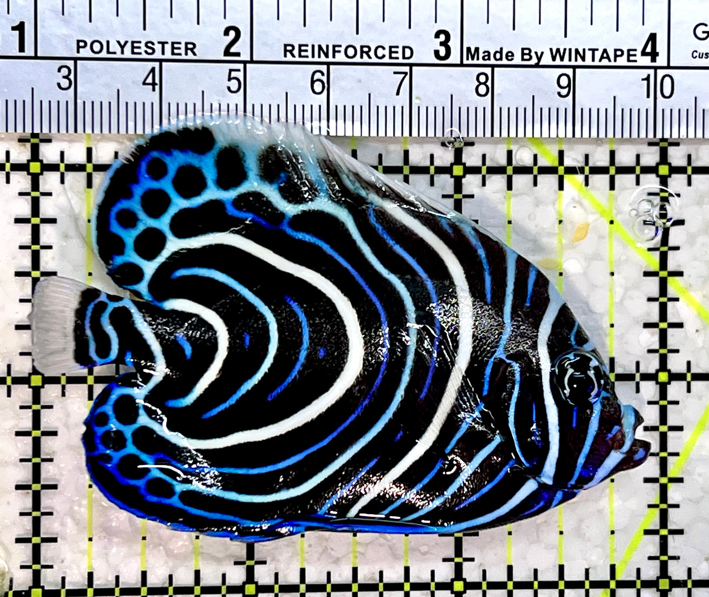 Emperor Angelfish Juvenile EAJ112202 WYSIWYG Size: M 3"