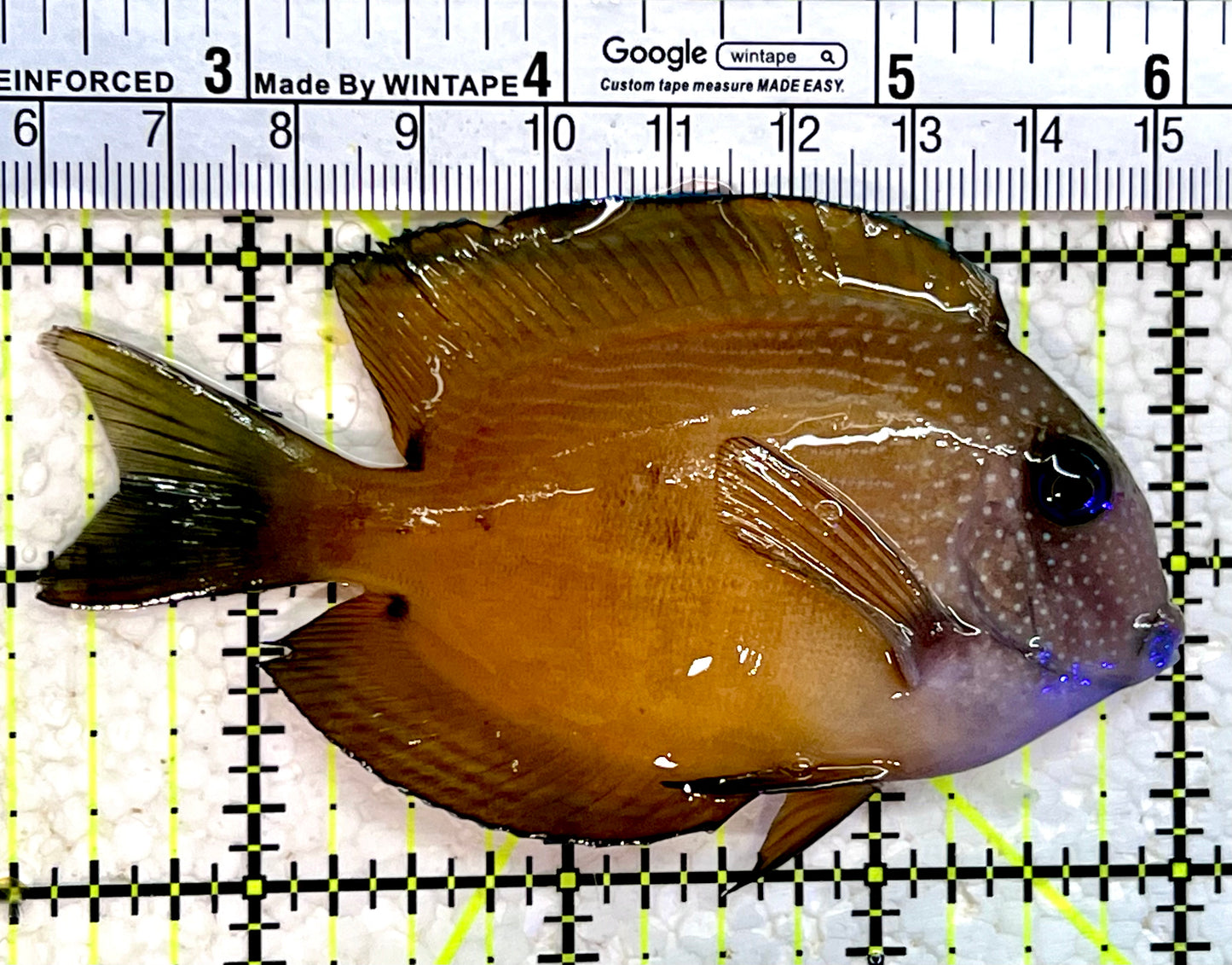 Blue Eye Kole Tang BET112201 WYSIWYG Size: L 3.75"