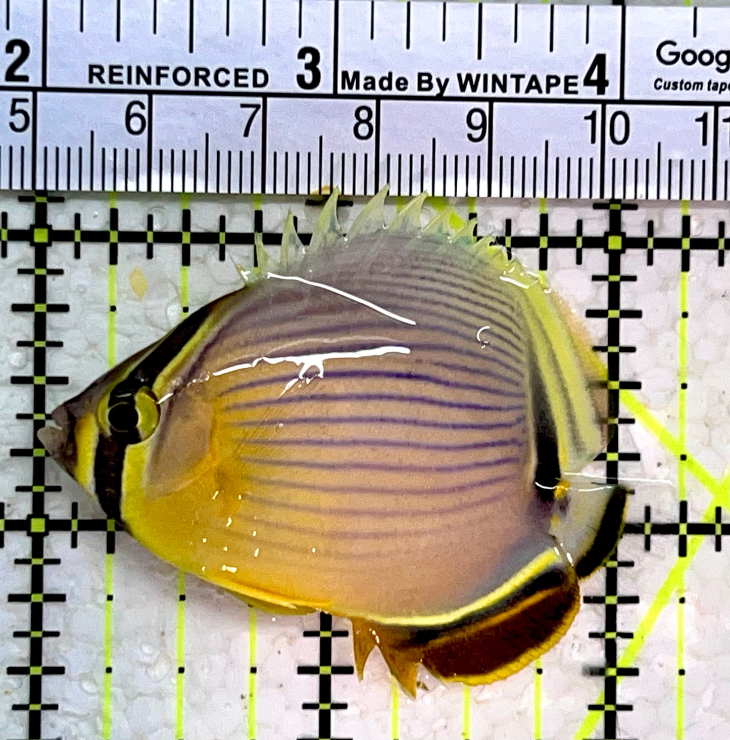 Melon Butterflyfish MB112201 WYSIWYG Size: S 2.25"