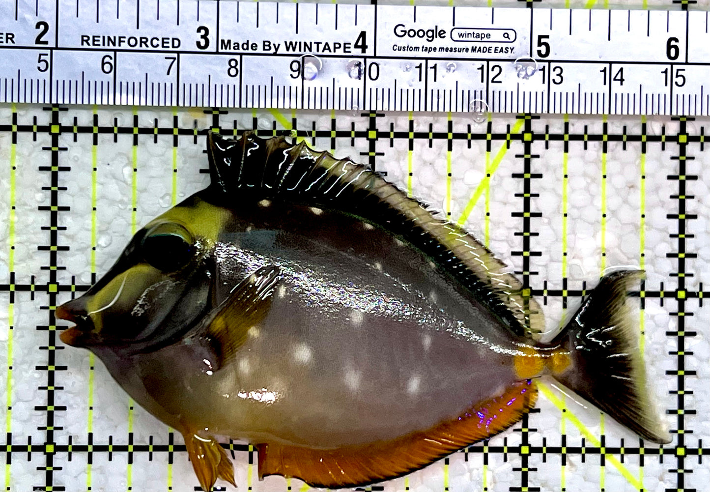 Naso Tang NT112201 WYSIWYG Size: M 4"