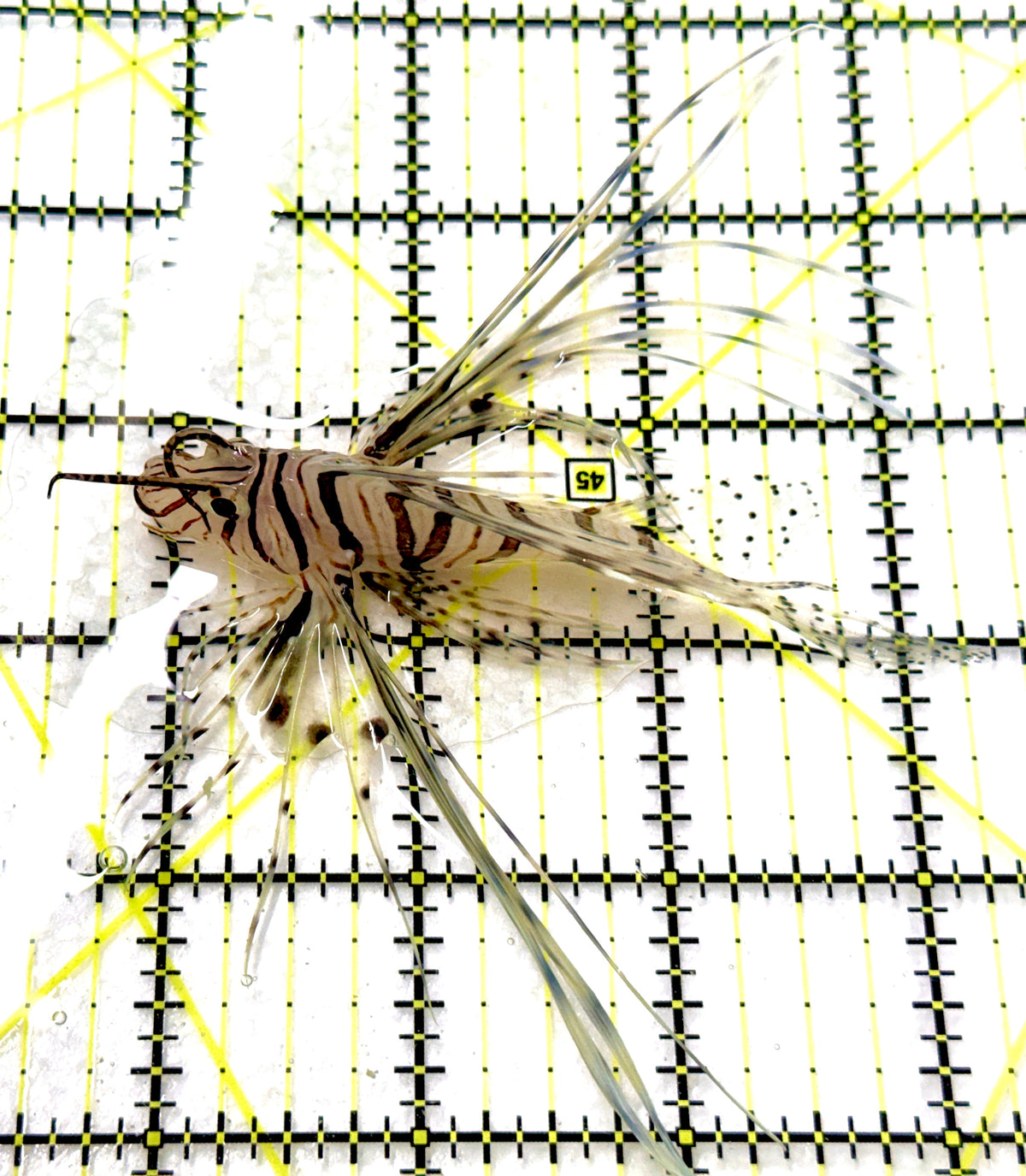 Black Volitan Lionfish BVL100501 WYSIWYG Size: ML 3.75" approx
