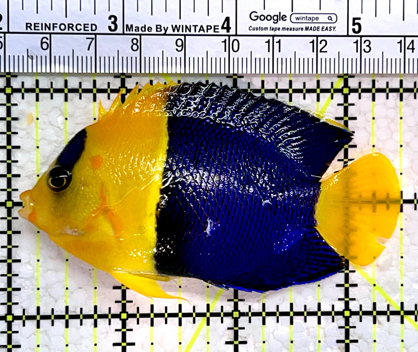 Bicolor Angelfish BA112202 WYSIWYG Size: XL 3.5"