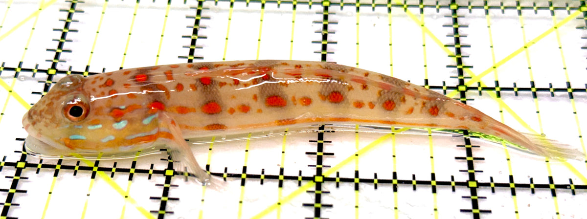 Diamond Watchman Goby DWG100501 WYSIWYG Size: L 4" approx