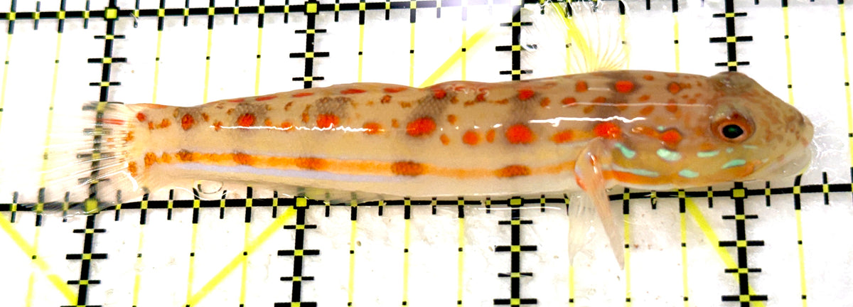 Diamond Watchman Goby DWG100502 WYSIWYG Size: L 3.5" approx