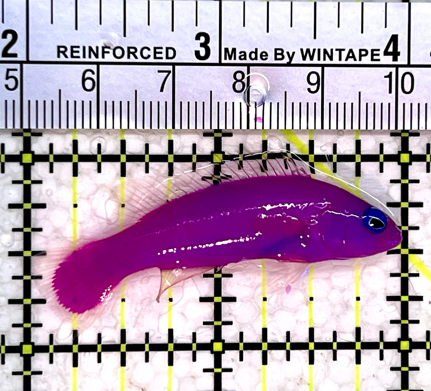 Strawberry Dottyback SD112201 WYSIWYG Size: 2"