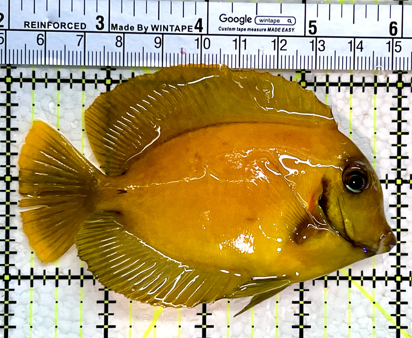 Yellow Mimic Tang (Chocolate Tang When it is Adult) YMT112303 WYSIWYG Size: M 4"