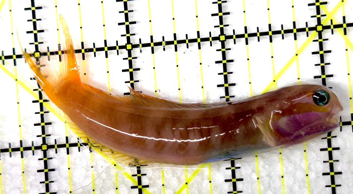 Golden Midas Blenny Africa GMBA100501 WYSIWYG Size: XXL 3.5" approx