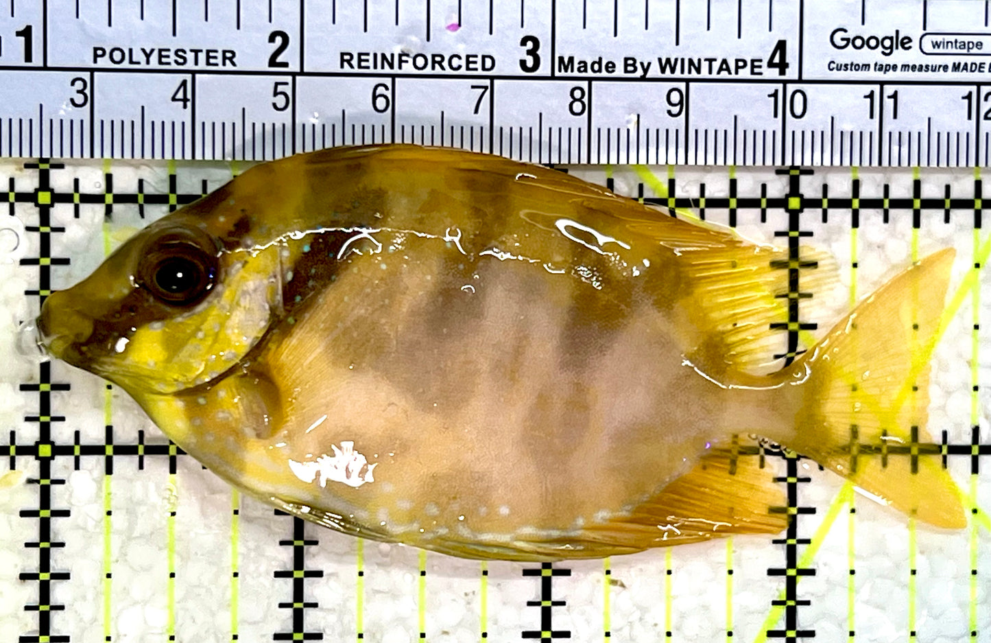 Golden Rabbitfish GR112301 WYSIWYG Size : M 3.75"