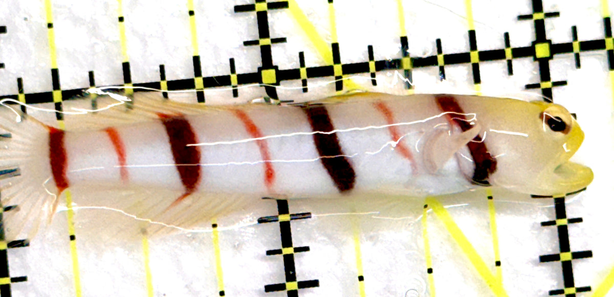 Dracula Goby (Female) DGF100501 WYSIWYG Size: M 2.25" approx