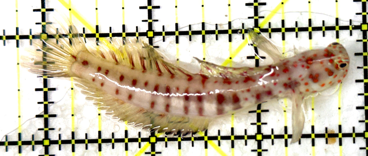 Orange Spotted Goby OSG100701 WYSIWYG Size: XL 3" approx