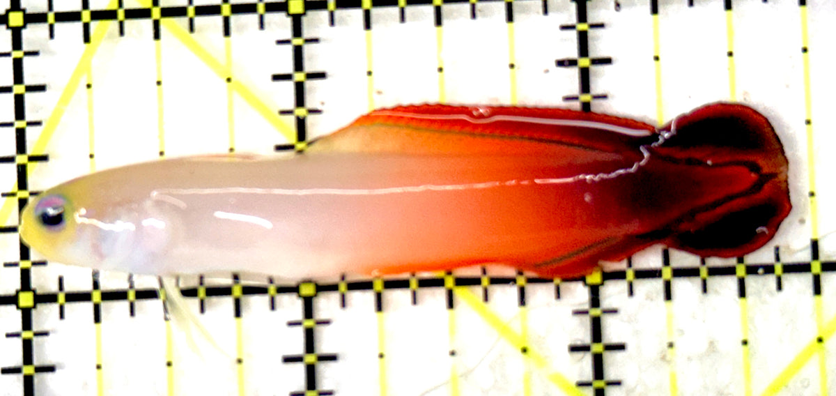 Firefish Goby FG100601 WYSIWYG Size: M 2.75" approx